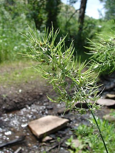 Poa bulbosa